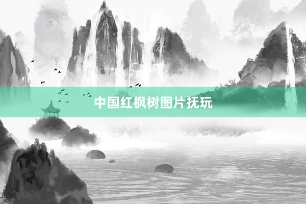 中国红枫树图片抚玩
